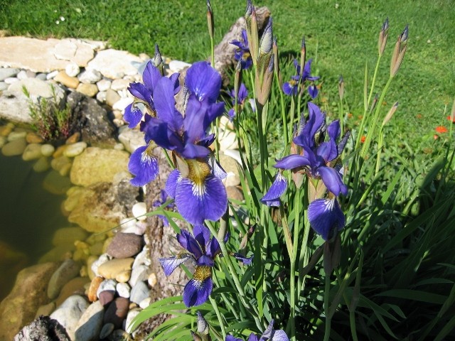Irisi 1
